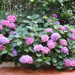 Certe Notti -