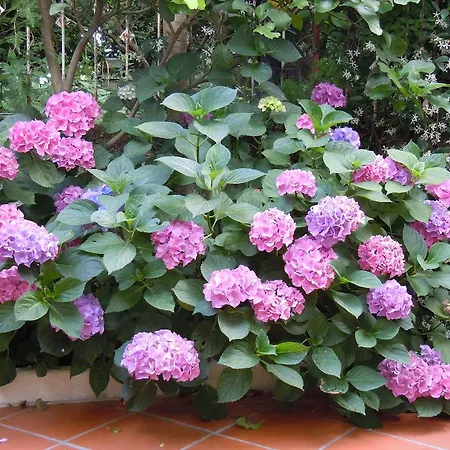 Certe Notti -